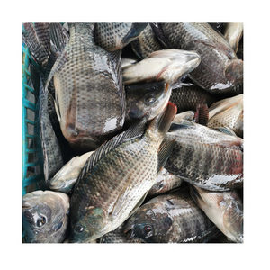 Marisco al por mayor de calidad superior fresco pescado congelado todo tilapia - Product Image 1