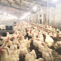 Système de levage de plancher d'éleveur automatique de haute qualité pour équipement d'élevage de volaille de ferme avicole pour éleveur