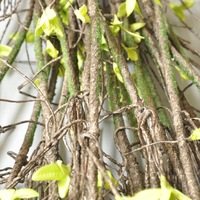 Enredaderas Artificiales de Plástico Marrón al por Mayor, Ramas Secas para Colgar en la Pared, Tacto Real, Ecológicas, Resistentes a los Rayos UV, 90cm