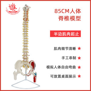 Modèle de colonne vertébrale pour l'explication et la démonstration de la pharmacologie : modèle de colonne vertébrale humaine en PVC naturellement flexible de 85 cm, disponible en différentes tailles. - Product Image 2