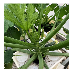 Nuovo Design del sistema a barile idroponico PP1 2 4 fori per la coltivazione di ortaggi e frutta in serra - Product Image 1