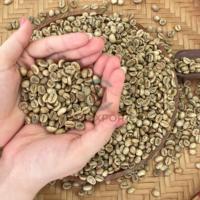 Robusta Biologische Groene Koffiebonen 100 Procent Puur Voor Het Roosteren En Drinken Van Hoge Kwaliteit Vietnam Arabica