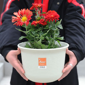 Humoristique d'<span class=keywords><strong>extérieur</strong></span> <span class=keywords><strong>en</strong></span> résine plastique, <span class=keywords><strong>pot</strong></span> moyen, plantation de légumes, sans plateaux, court et épais, jardin - Product Image 6