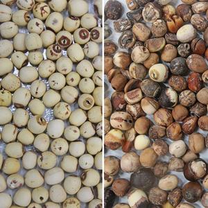 <span class=keywords><strong>Machine</strong></span> de trieuse de couleur pour blé, trieuse, pour tri de couleur d'écrous, - Product Image 5