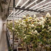 Conteneur de culture mobile intelligent de 40 pieds avec pompe à moteur et système de régulation de croissance entièrement automatisé pour une plantation à grande échelle optimisée
