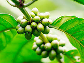 Grains de café Robusta vert non torréfiés de qualité supérieure, vente en gros, directement de l'usine, goût intense, haute teneur en caféine, stock disponible - Product Image 6