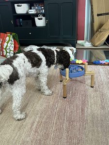 ชามอาหารสุนัขยกสูงแบบปรับได้สำหรับสุนัขขนาดเล็กและขนาดกลางชามกว้าง6.5-11 "ที่ทนทานทำจากไม้ไผ่ - Product Image 2