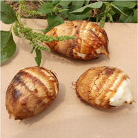 Kualitas tinggi Taro harga pabrik BRC & HACCP bersertifikat sayuran beku musim baru IQF Frozen Shandong Taro Slice