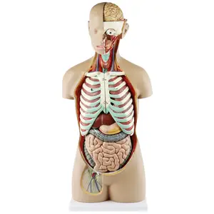 Hochwertige mediale Lehrmittel Klassisches Unisex 85 cm Human Torso Model Medizinisches Anatomie modell