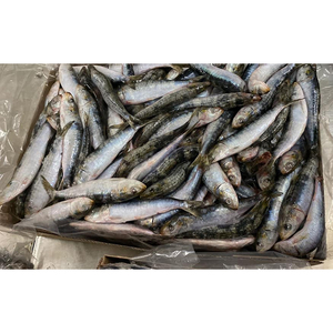 <span class=keywords><strong>Sardinas</strong></span> redondas enteras Exportación al por mayor Sardina fresca congelada <span class=keywords><strong>Precio</strong></span> <span class=keywords><strong>de</strong></span> pescado - Product Image 5