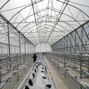 Đa span cao đường hầm <span class=keywords><strong>Gothic</strong></span> nhà kính Bộ dụng cụ trồng trong nhà Rau Sản xuất tại Trung Quốc - Product Image 5