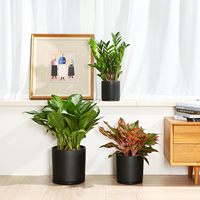 Pot tanaman keramik 4/6/8/10 ", Pot bunga keramik bulat silinder dalam ruangan dengan lubang drainase dan piring, putih/hitam