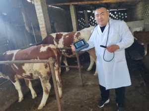 Equipo de ultrasonido portátil recomendado para todas las especies animales Equipo de diagnóstico veterinario con sondas - Product Image 6