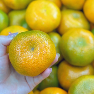 Mandarini Dolci Freschi, Succosi e Facili da Sbucciare, Frutta Agrumata di Qualità Premium, Fornitura all'Ingrosso per Importatori Internazionali - Product Image 2