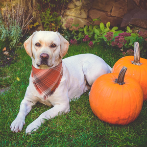 Navidad borla perro Bandana otoño perro Bandana triángulo mascota bufanda babero a cuadros gato mascota Bandana accesorios para perros medianos grandes gato - Product Image 4