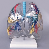 Modèle d'anatomie du segment lunaire transparent de la science médicale modèle avancé de médecine lunaire humaine avec structure d'arbre bronchique