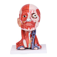 Modèle de dissection crânienne en 10 parties pour les nerfs et les vaisseaux cérébraux, avec muscles de la tête, pour l'enseignement de l'anatomie médicale, en PVC, pour la formation médecins et les étudiants en médecine