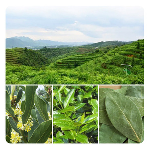 Laurel lá Nhà máy cung cấp chất lượng cao bán buôn tự nhiên gia vị gia vị khô nguyệt quế lá bay lá - Product Image 6