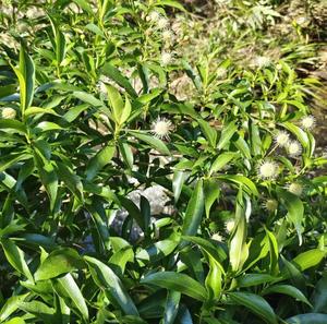 Shui Yang Mei ป่าธรรมชาติแห้ง thinleaf Adina กิ่งและใบตัดสำหรับสมุนไพร - Product Image 2