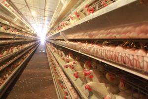 Poulailler automatique pour poules pondeuses, type H, en acier galvanisé, entretien facile, contrôle centralisé, pour l'élevage à grande échelle, Nouveau - Product Image 1