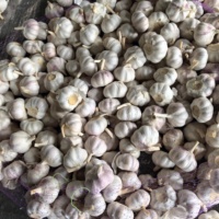 Nouvelle Récolte Ail Frais Pur Blanc Qualité Supérieure Grade A Ail Solo Blanc Normal Bulbe Unique 2.5-5.5cm Prix Usine Export Standard Vente en Gros