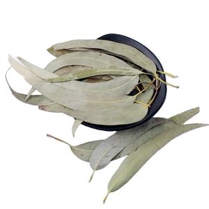 Huacan shu ye — thé à longue feuille <span class=keywords><strong>d</strong></span>'<span class=keywords><strong>eucalyptus</strong></span> vert naturel, séchées, à base <span class=keywords><strong>de</strong></span> plantes, nouvelle collection - Product Image 1