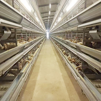 Système de collecte automatique des œufs, équipement d'élevage de volailles, cage à poules pondeuses de type H à 4 niveaux, cage à poules en batterie à vendre
