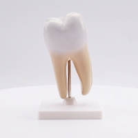 Vente directe usine – Modèle anatomique dentaire biomédical X3501 à dents larges en PVC de haute qualité pour l'entraînement scolaire