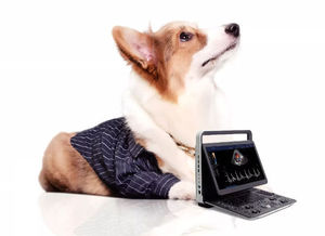 Sistema de Ultrasonido Doppler Color de Diagnóstico de Última Generación Sonoscape E2, Sistema de Ultrasonido Veterinario para Centros Equinos y Clínicas Veterinarias - Product Image 2