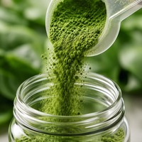 Poudre de Myrtille Naturelle FVP-16 Qualité Alimentaire Sauvage Riche en Nutriments Poudre Végétale Verte Déshydratée en Fût/Bouteille