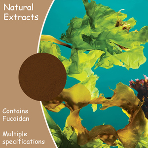 Cấp thực phẩm <span class=keywords><strong>Fucoidan</strong></span> bột 10%-98% tinh khiết tảo bẹ tự nhiên chiết xuất từ rong biển - Product Image 2