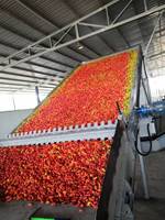 Séchoir à chili industriel de grande capacité en Chine Machine de séchage de chili entièrement automatique