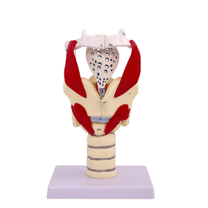 Modèle anatomique 2X agrandi pour la formation médicale, en PVC, représentant le pharynx, le larynx avec les vaisseaux sanguins, la thyroï<span class=keywords><strong>de</strong></span> et le pomme <span class=keywords><strong>de</strong></span> l'œuf d'Adam, pour l'enseignement - Product Image 1