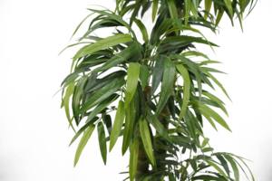 Phong Cách Bắc Âu Mới <span class=keywords><strong>Top</strong></span> Bán Hàng Cây Nhân Tạo 1-10M Các Chi Nhánh Khác Nhau Phật Bụng Tre <span class=keywords><strong>Bonsai</strong></span> Đứng Cảm Ứng Thực Nhà Máy - Product Image 4