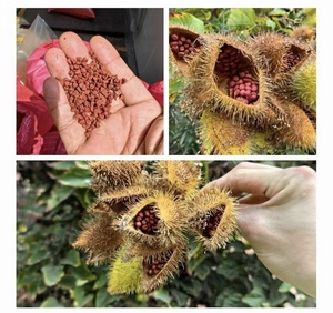 Polvo de Semilla de <span class=keywords><strong>Annatto</strong></span> (Bixa Orellana), <span class=keywords><strong>Colorante</strong></span> Alimentario Naranja - Product Image 3