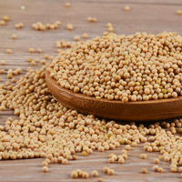 Yulin Spice vente en gros de graines de moutarde jaune sèche en vrac graines de moutarde alimentaire à grains crus naturels