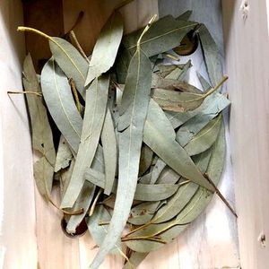 Feuilles d'eucalyptus robusta séchées entières, naturelles et brutes, de Da Ye an, en vente - Product Image 2