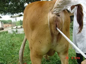 Bainha de semente universal ferramentas de inseminação para vaca