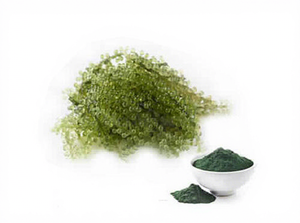 Extrait de spiruline en poudre de qualité supérieure, superaliment naturel à base de plantes pour soutenir l'énergie, stimuler la nutrition et favoriser le bien-être quotidien - Product Image 4