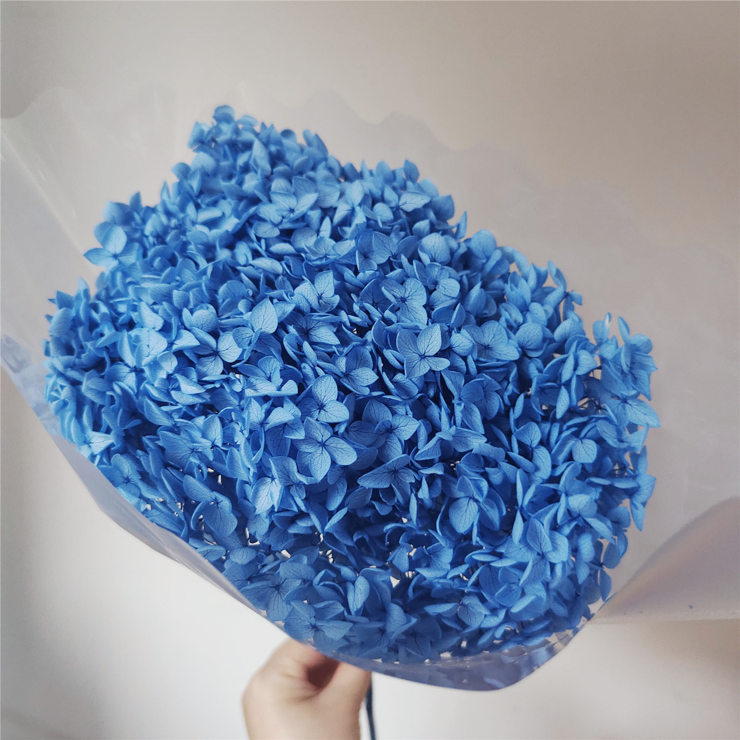 Sky Blue , 18-21 cm