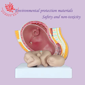 Modèle fœtal à terme modèle d'enseignement médical médecin affiche le modèle fœtal de la grossesse de septembre dans le corps humain pelvien féminin - Product Image 5