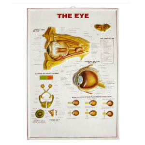 Pendurado sistema respiratório 3D, sistema de visão, sistema circulatório cardíaco 3d relevo gráficos - Product Image 3
