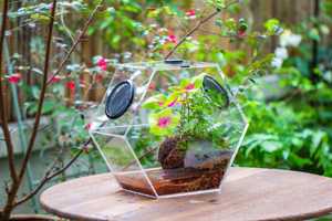 Terrario Esagonale Extra Large con Ventole in Rete, Contenitore Impermeabile per Uso Domestico con Fiori Artificiali - Product Image 2