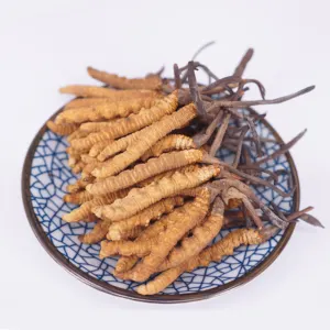 Buy Great Price Organic Wild Dried Migliore Militaris Tiens Mushroom Mycelium Cicadae Precio Cordyceps Sinensis