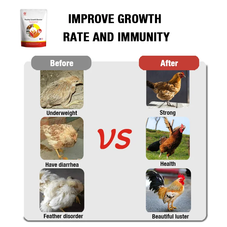 boost faster growth chicken feeds