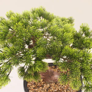 JIAWEI JWT3814 Plantas Artificiales de Bonsái de Material PE de 40 cm, Ecológicas, para Uso en Interiores/Exteriores, Decoración de Hoteles, Hogares y Oficinas - Product Image 5