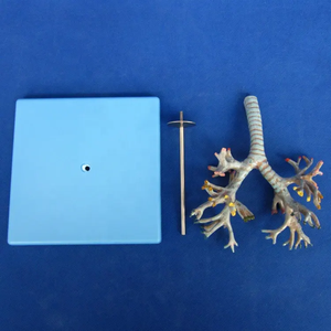 26 תווית pvc עץ ברונכיאלי מודל מדע רפואי vvisection ציוד מעבדה לבתי ספר ובתי חולים - Product Image 4