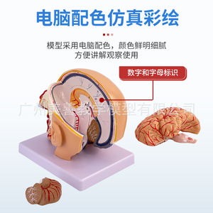 Modelo de simulación didáctica de la anatomía de la cabeza humana con arterias cerebrales; sección central de la cabeza; cerebro desmontable en 4 partes - Product Image 3