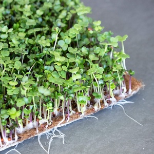 Commercial Microgreens Planting Kit Self <strong>Watering</strong> Home Growing Microgreen <strong>Tray</strong> Growing Indoor Microgreens Growing Kit - Product Image 2