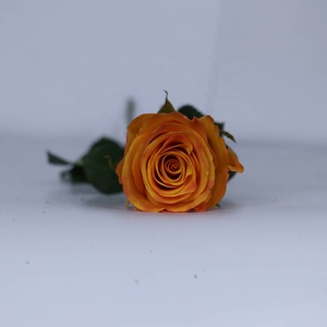 Rosas naturales de naranja para decoración del hogar, suministro de tierra agrícola de China, flores de corte fresco, precio competitivo - Product Image 4